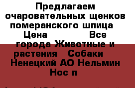 Предлагаем очаровательных щенков померанского шпица › Цена ­ 15 000 - Все города Животные и растения » Собаки   . Ненецкий АО,Нельмин Нос п.